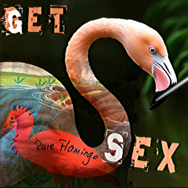 Rare Flamingo