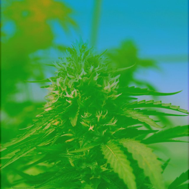 CBD