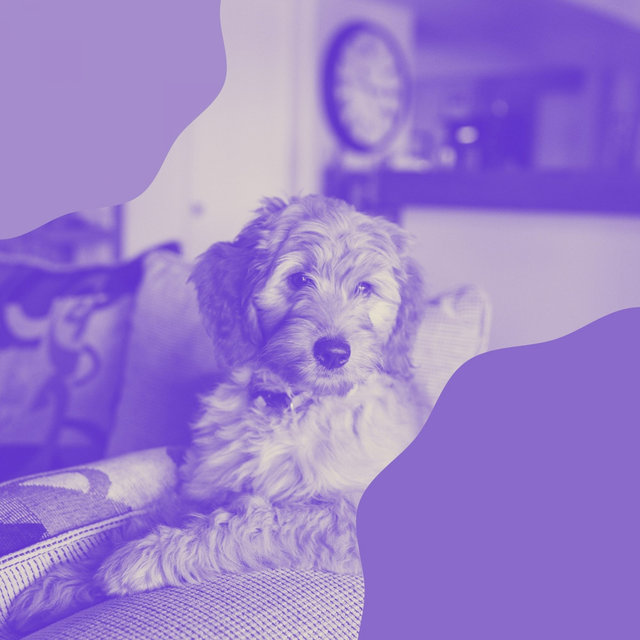 Hypnotic Guitar Music - Ambiance for Doggy Naptime