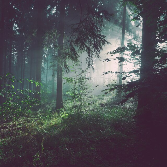 Forest Clearing