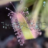 Peixe Vivo