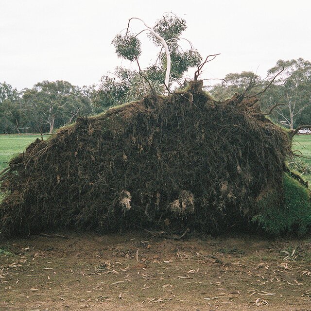 Mulch