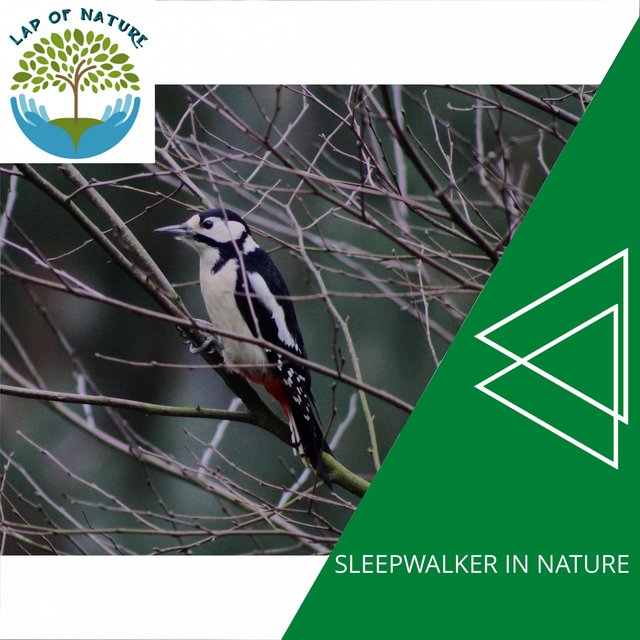 Sleepwalker in Nature