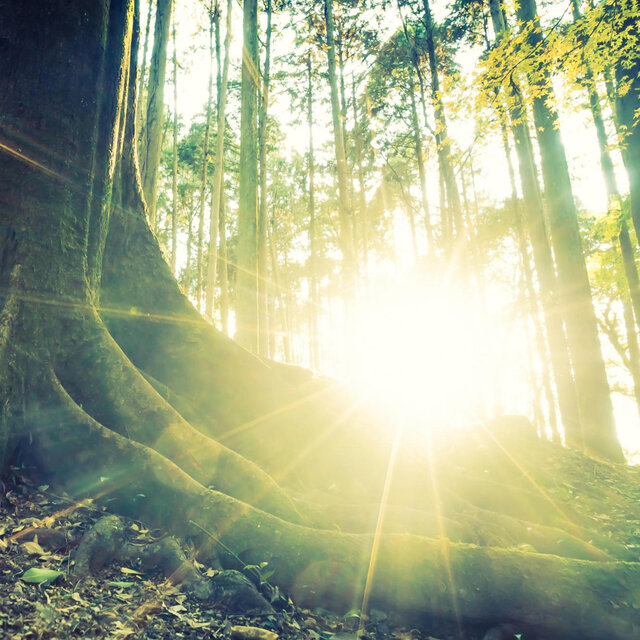 Timeless Light