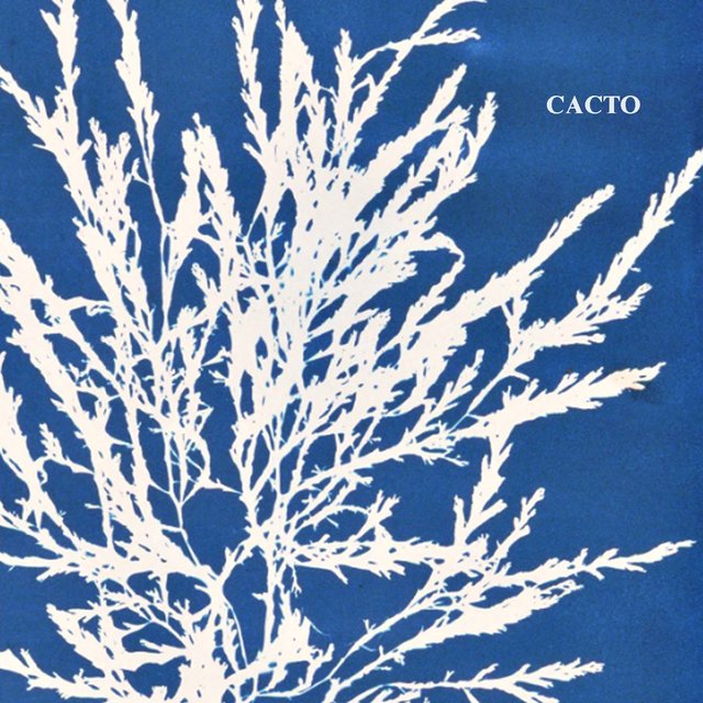 Cacto