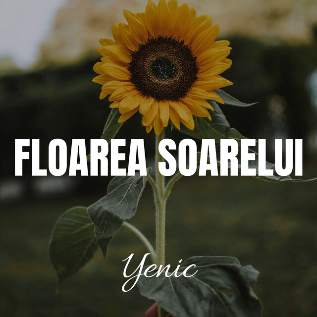 Floarea Soarelui