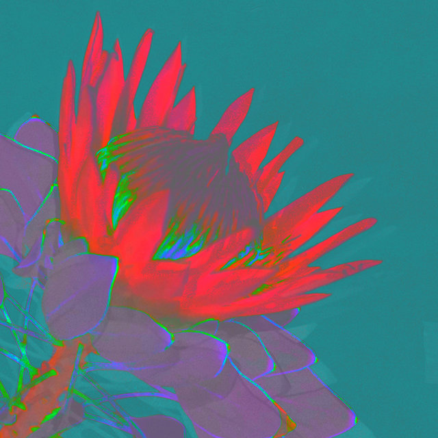 Protea