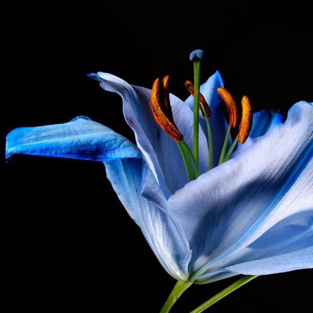 Lily
