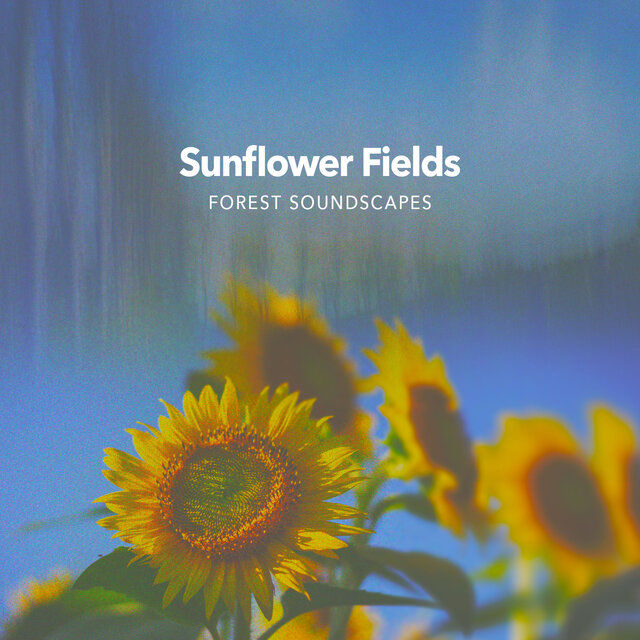 Sunflower Fields