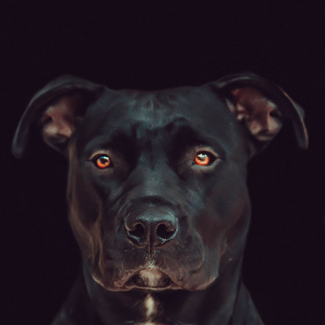 Music for Calming Your Puppy - Trumpet and Alto Sax