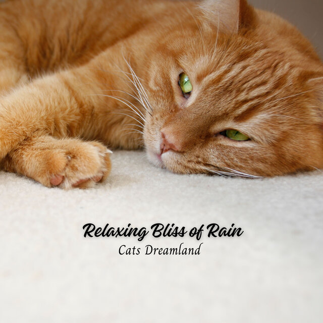 Relaxing Bliss of Rain: Cats Dreamland