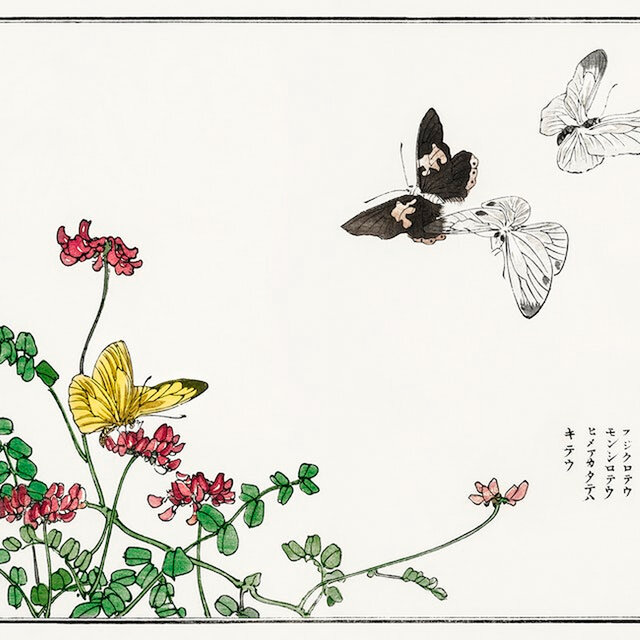 Butterflies