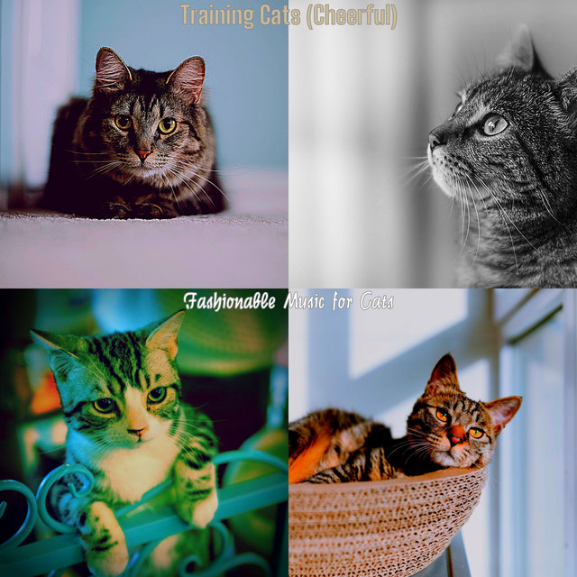 Training Cats (Cheerful)