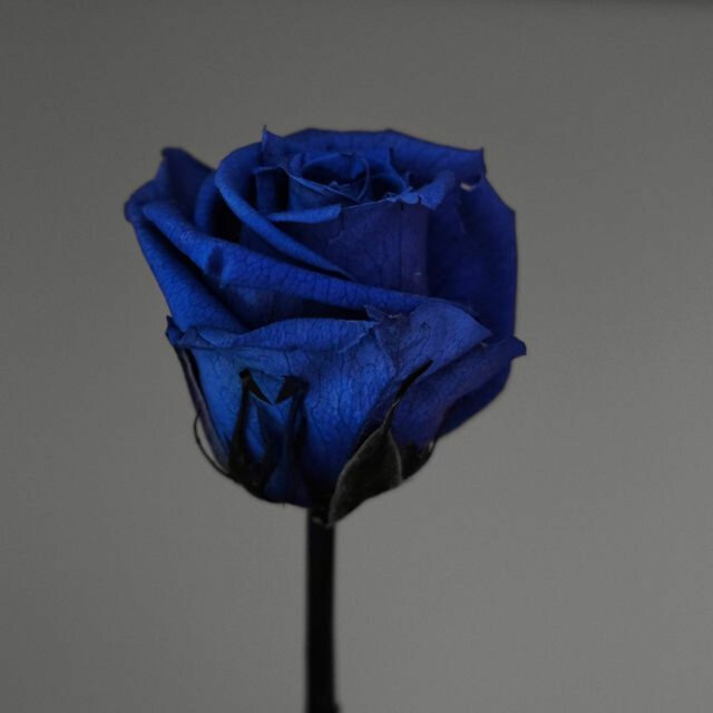 No blue rose (Acoustic version)