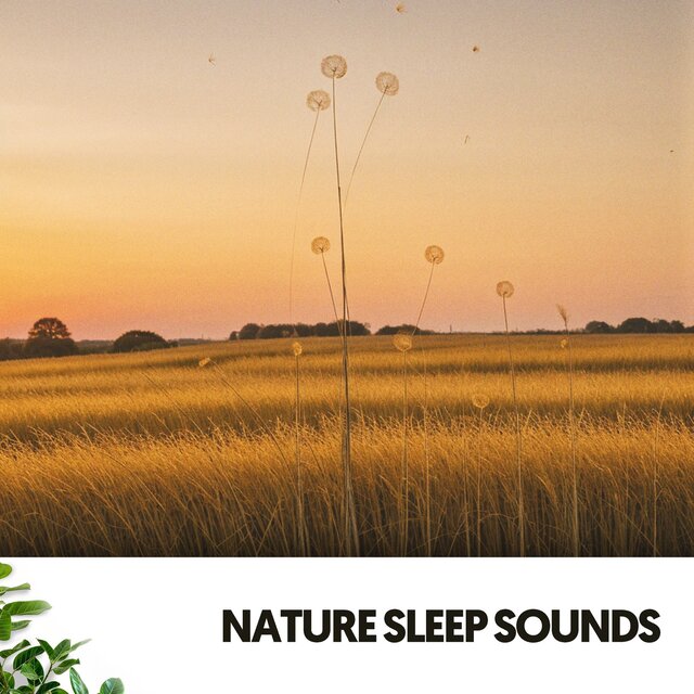 Nature Sleep Sounds: Harmonies of the Night