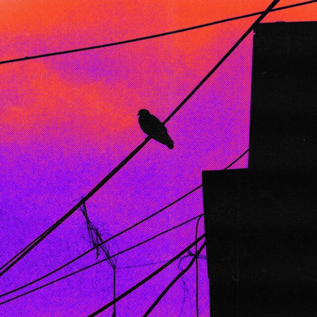 Black Crow