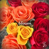 bloom.