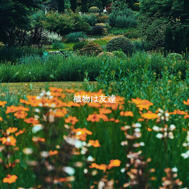 植物は友達