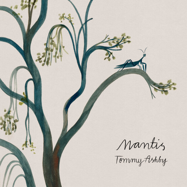 Mantis