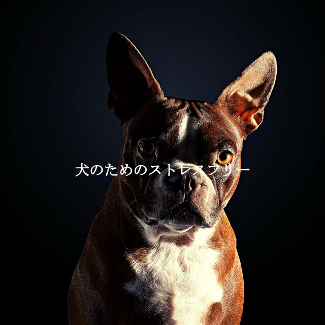 犬のためのストレスフリー