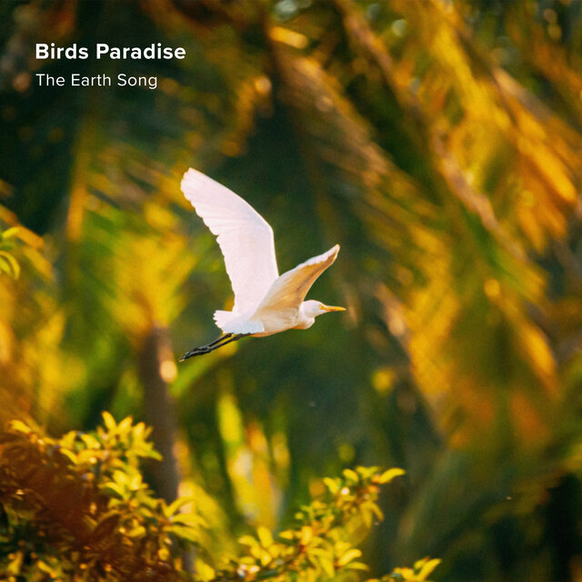 Birds Paradise