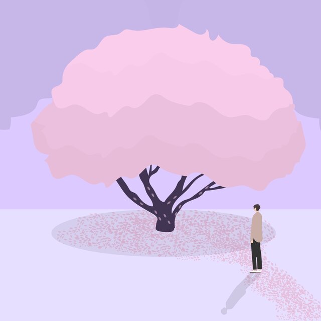 Cherry Blossom