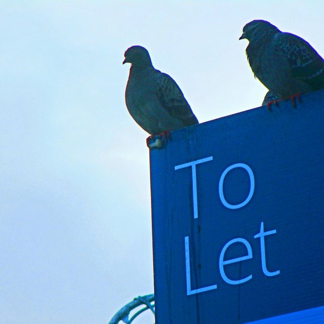 Vultures Don't Build Nests... (Demo)
