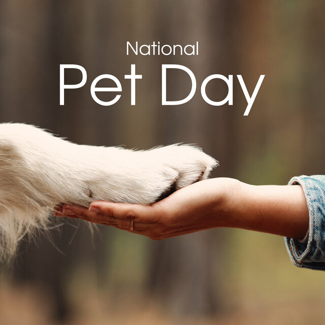 National Pet Day (Guide Dogs Training for the Blind, Happy Puppy Day 2023)