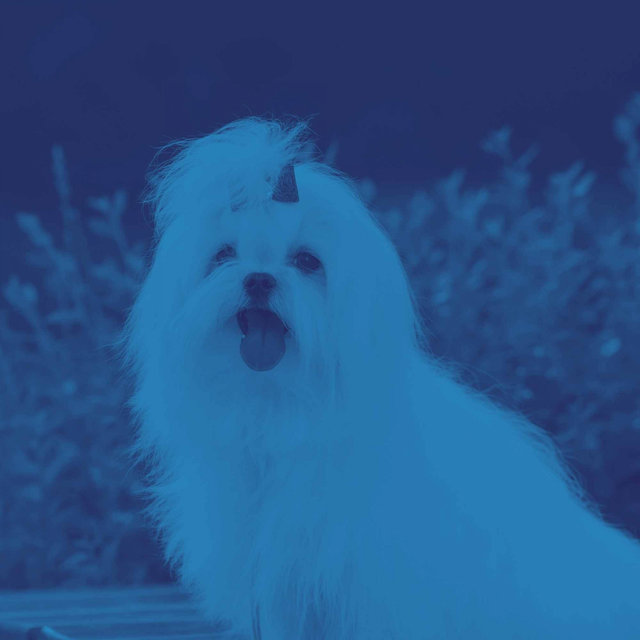 Jazz Piano Duo - Background for Doggy Work