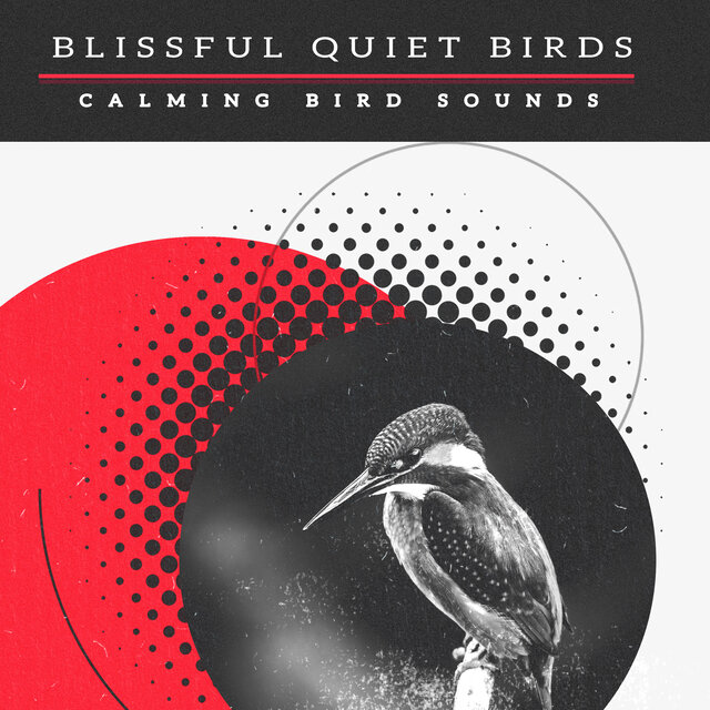 Blissful Quiet Birds