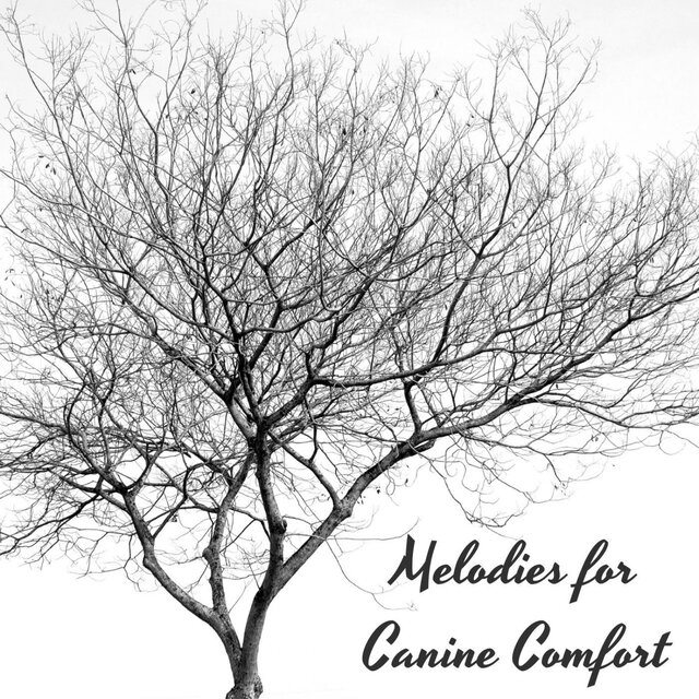 Piano Paws Serenade: Melodies for Canine Comfort