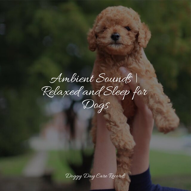 Ambient Sounds | Relaxed and Sleep for Dogs