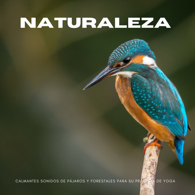 Naturaleza: Calmantes Sonidos De Pájaros Y Forestales Para Su Práctica De Yoga