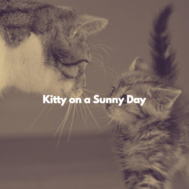 Kitty on a Sunny Day