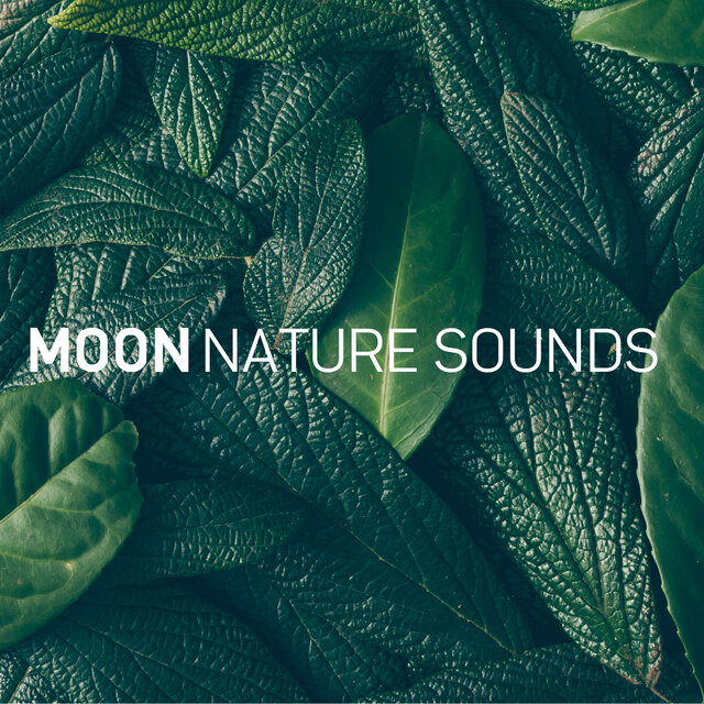 8D Nature Sounds