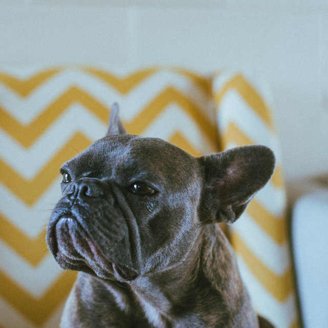 Echoes of Chill Dogs