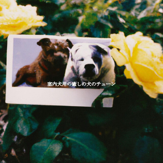 室内犬用の癒しの犬のチューン