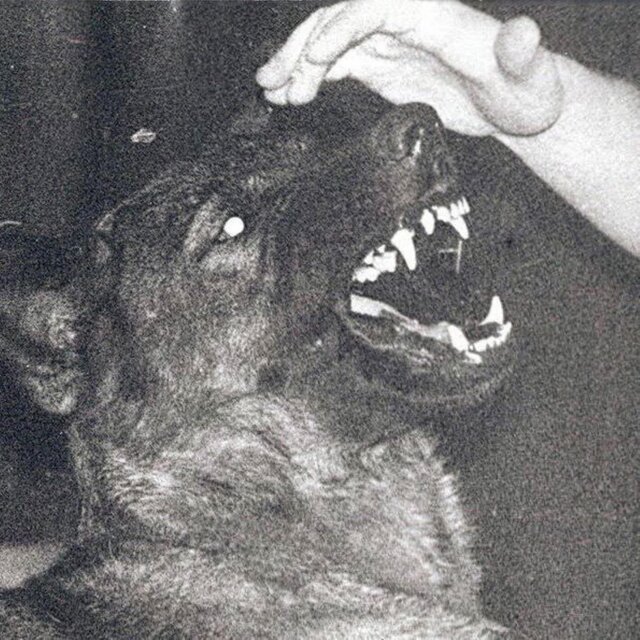 DOGFOOD