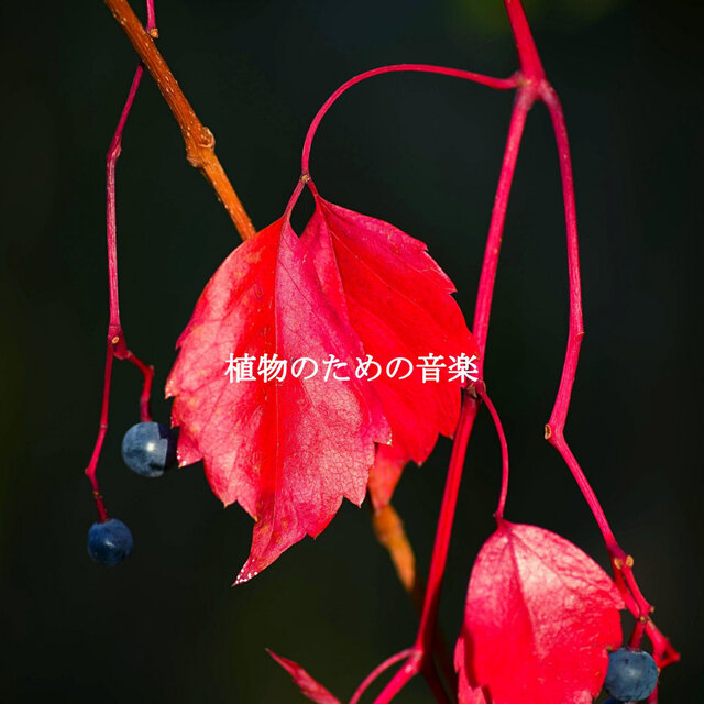 植物のための音楽