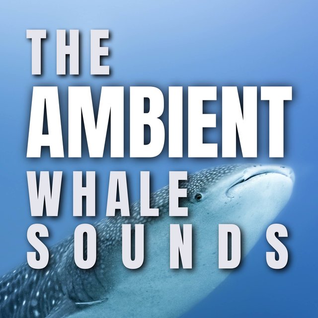 The Ambient Whale Sounds