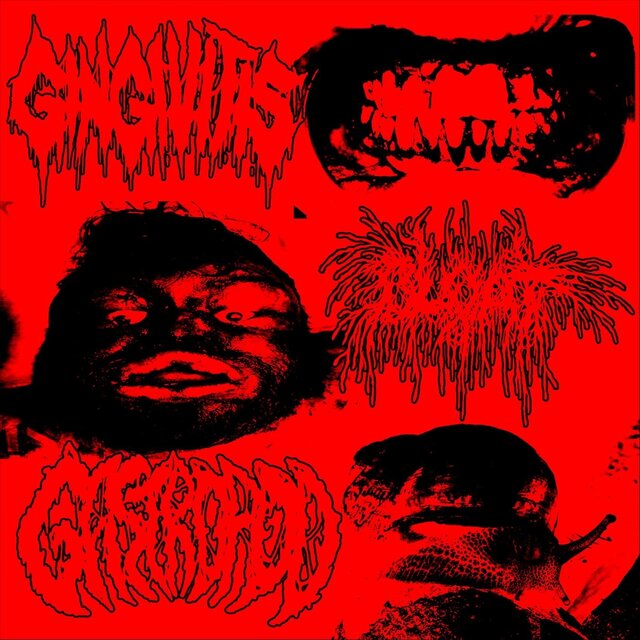 Gingivitis / Bloat / Gastropod