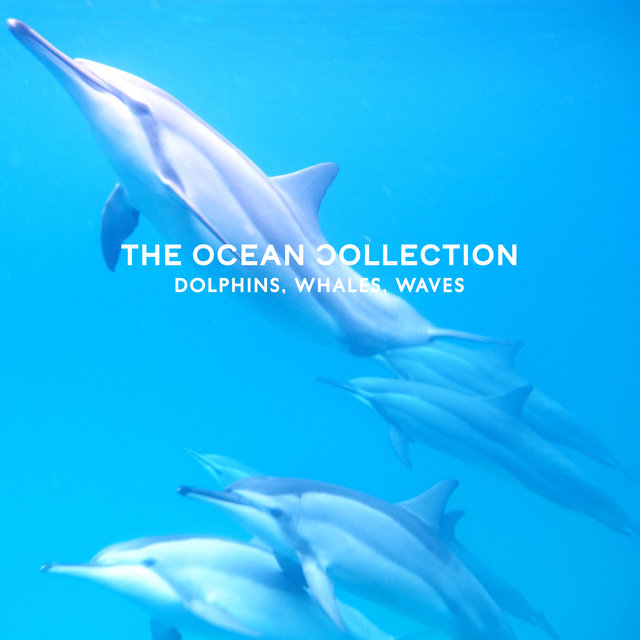 The Ocean Collection: Dolphins, Whales, Waves, World Ocean Day, Nature Sounds, Relaxing Piano
