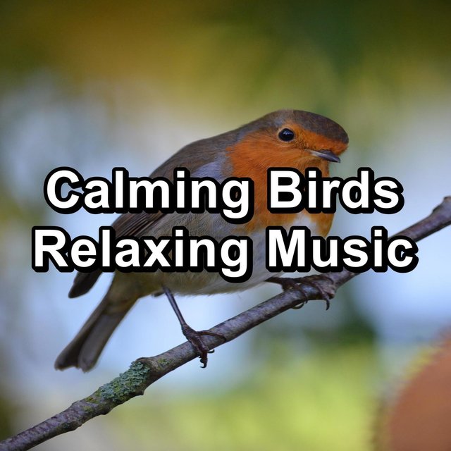 Calming Birds Relaxing Music