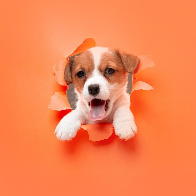 Dogotherapy: The Art of Healing Through Canine Love and Companionship