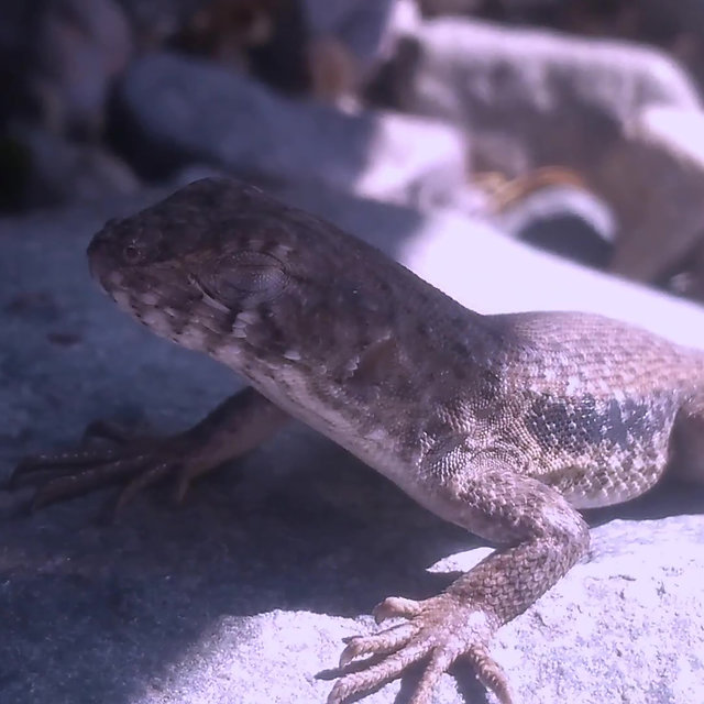 LagartxzZz
