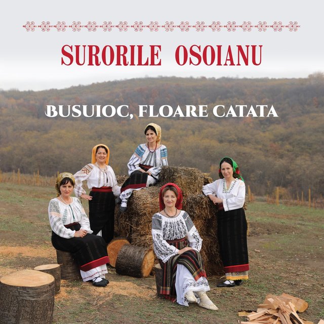 Busuioc, floare catata