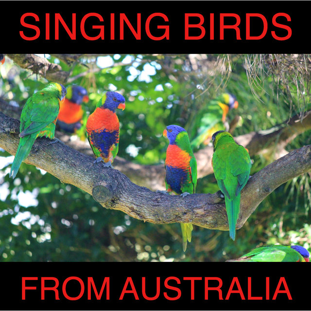 Beautiful Singing Birds from Australia (For Relaxation and Better Sleep)