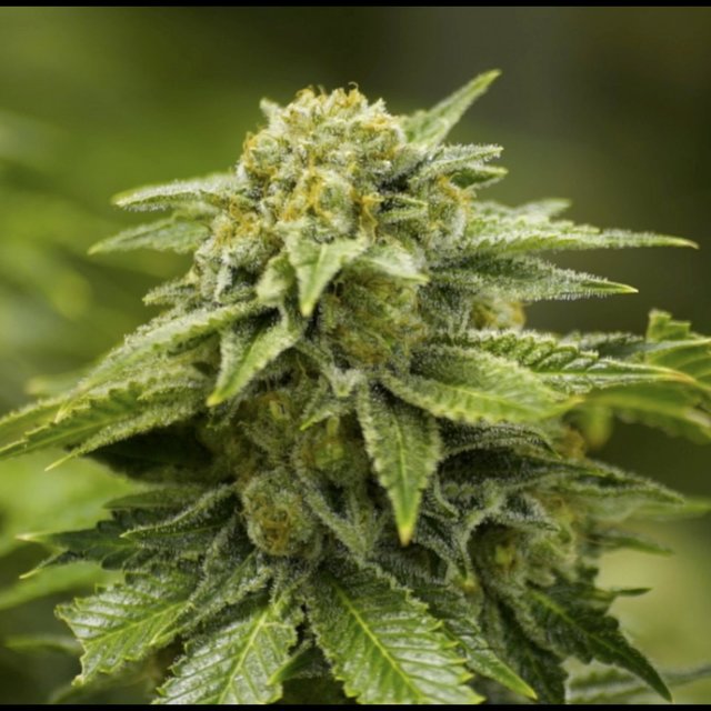 Maryjane