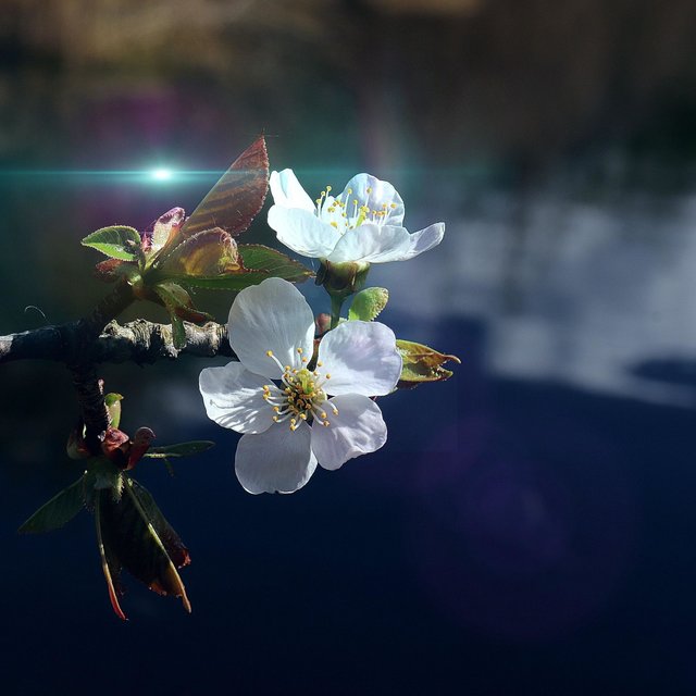 Simple Nature