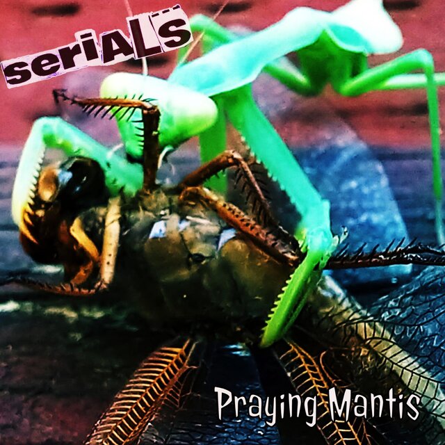Praying Mantis
